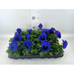 Viola wr. 'Delta Blue wBlotch'