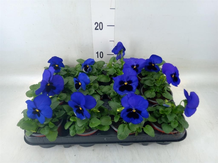 <h4>Viola wr. 'Delta Blue wBlotch'</h4>