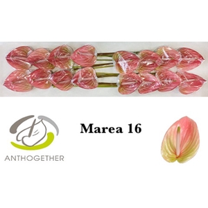 Anthurium Marea