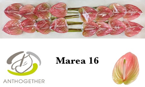 <h4>Anthurium Marea</h4>