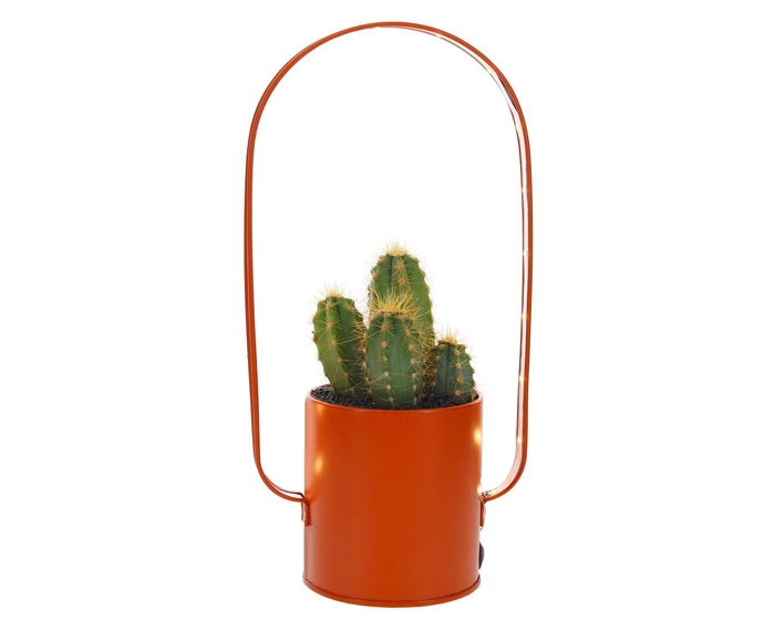 <h4>Led planter zink boog Cactus</h4>