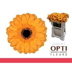 Ge Mi Tweety 07 CM,(NL),(20)