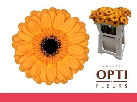 <h4>Ge Mi Tweety 07 CM,(NL),(20)</h4>