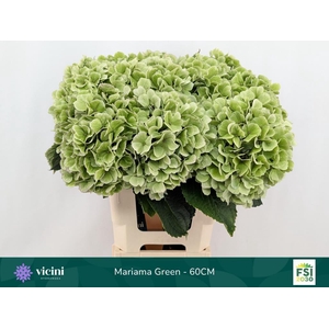 Hydrangea mariama classic