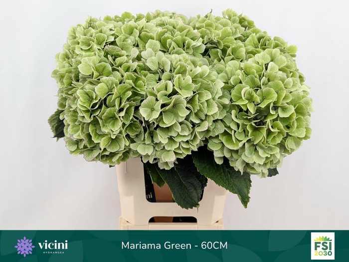 <h4>Hydrangea mariama classic</h4>