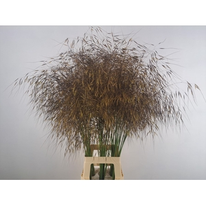 STIPA GIGANTEA