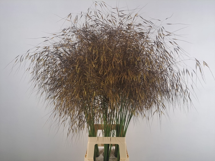<h4>STIPA GIGANTEA</h4>