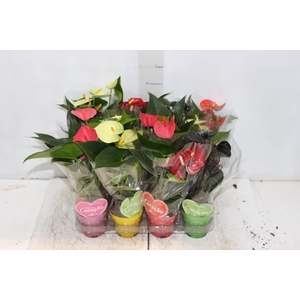 ANTHURIUM VARIADO P09
