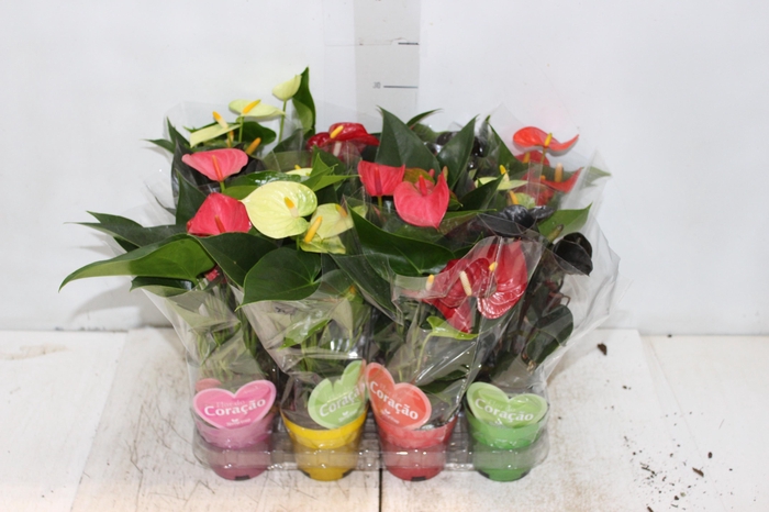 <h4>ANTHURIUM VARIADO P09</h4>