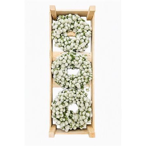 WR GOMPHRENA FRESH WHITE 20CM
