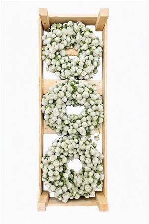 <h4>WR GOMPHRENA FRESH WHITE 20CM</h4>