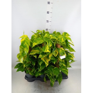 Epipremnum pinn.   ...moss stick