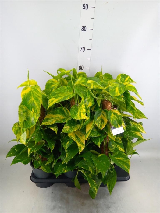 <h4>Epipremnum pinn.   ...moss stick</h4>