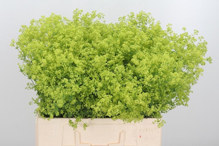 <h4>Alchimella Robusta</h4>