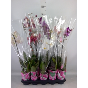 Phalaenopsis   ...mix  5