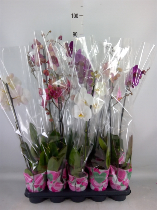 <h4>Phalaenopsis   ...mix  5</h4>