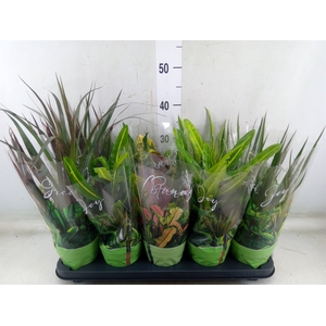 Planten Groen   ...mix  6