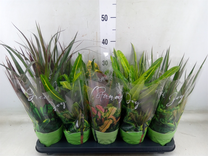 <h4>Planten Groen   ...mix  6</h4>