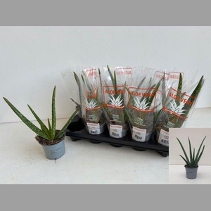 ALOE VERA
