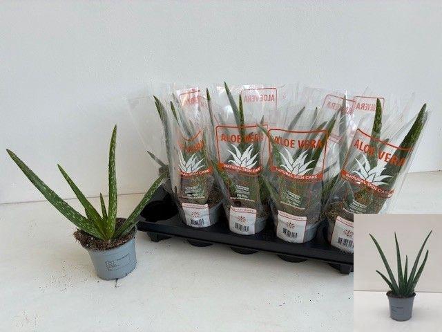 <h4>ALOE VERA</h4>