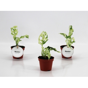 Monstera Frozen Freckles