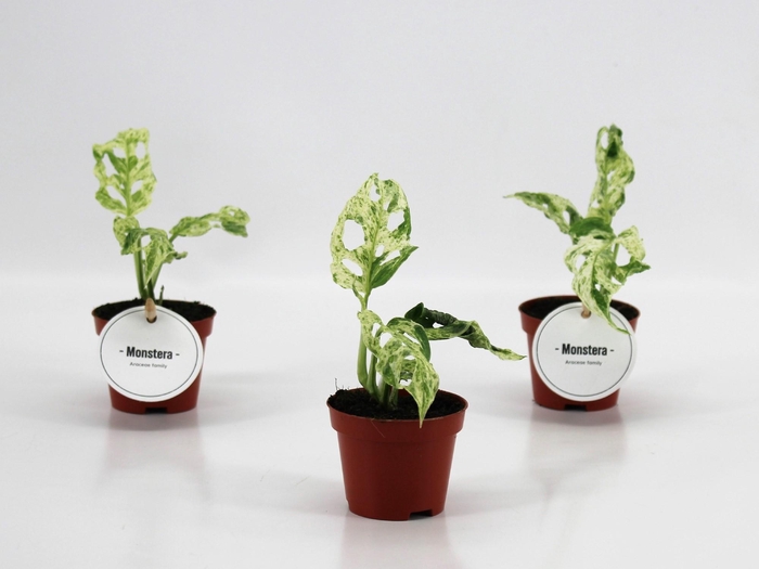 <h4>Monstera Frozen Freckles</h4>