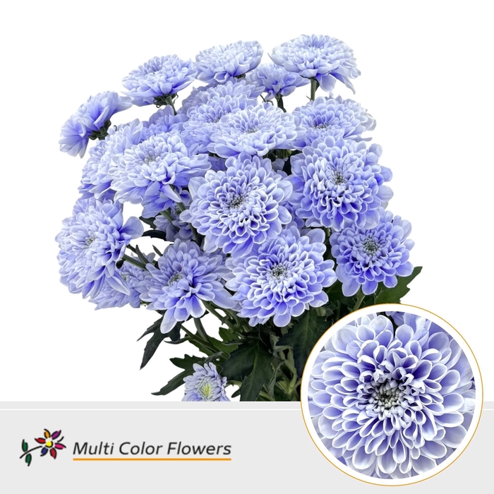 <h4>Chr T Altaj Soft Milka</h4>
