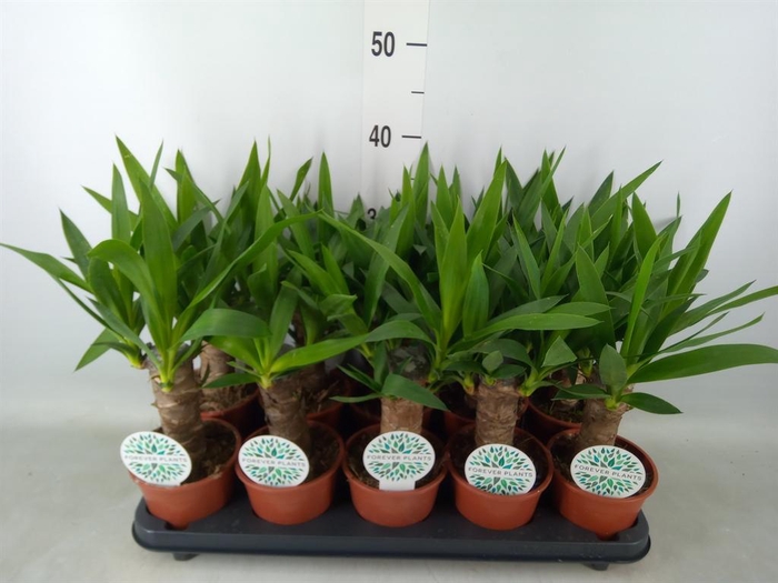 <h4>Yucca   ...</h4>