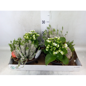 Arr.   Tuinplanten L%