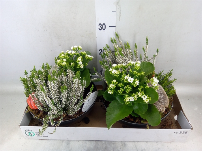 <h4>Arr.   Tuinplanten L%</h4>