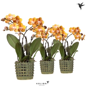 Kolibri Orchids Phalaenopsis Jewel Las Vegas 4 spike in Mesh pot green