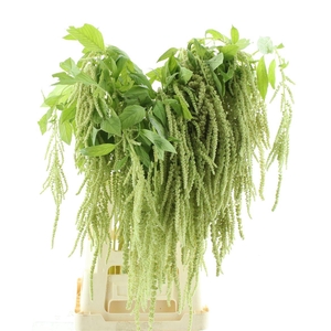 Amaranthus Hang Groen