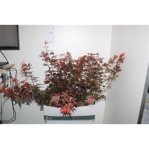 Acer Pa Atropurpureu