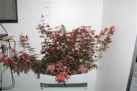 <h4>Acer Pa Atropurpureu</h4>