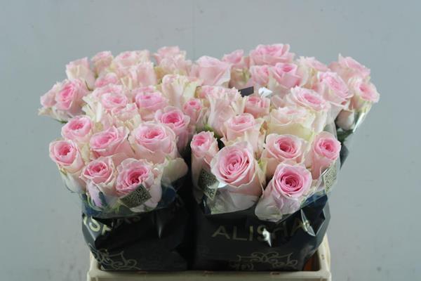 <h4>R Gr Duchesse L40</h4>