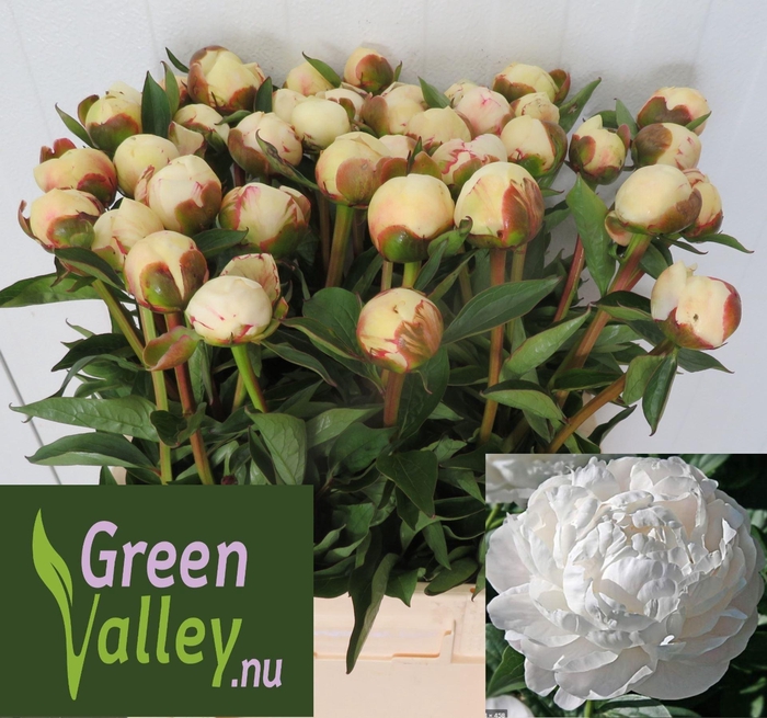 <h4>Paeonia Mary E. Nicholls</h4>