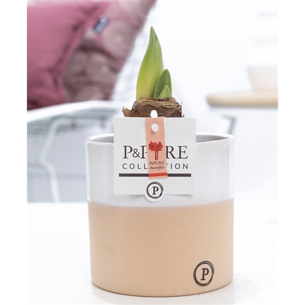 <h4>Hippeastrum red in P&PURE Rosy ceramics</h4>