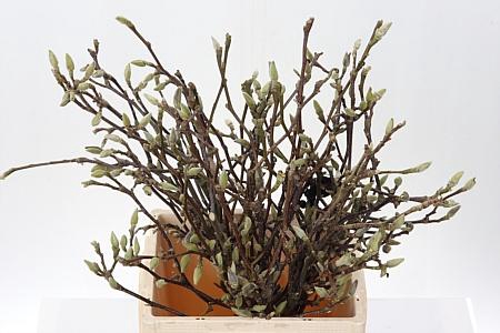 Magnolia Grandiflora 60cm