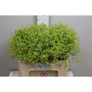 Alchem M Robustica