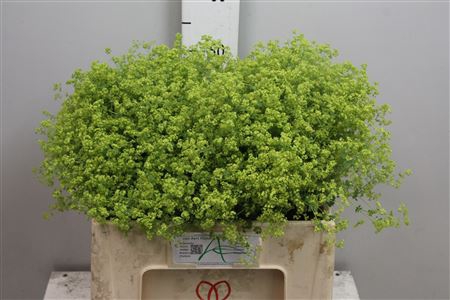 <h4>Alchem M Robustica</h4>
