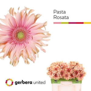GERBERA GBK 'PASTA ROSATA'