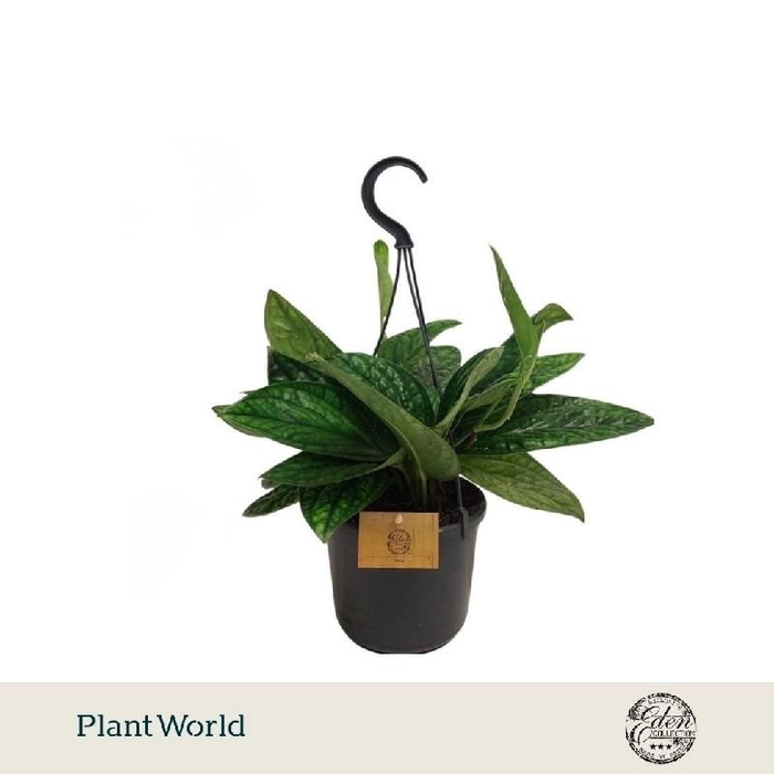 <h4>Epipremnum pinnatum Marble Planet hangpot</h4>