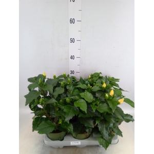 Hibiscus rosa-sin.   ...mix