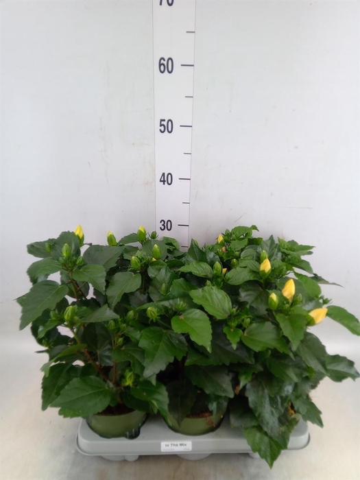 <h4>Hibiscus rosa-sin.   ...mix</h4>