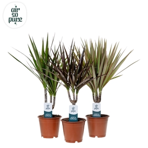 Dracaena Marginata mix p12