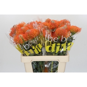 Nutans Ayoba Orange
