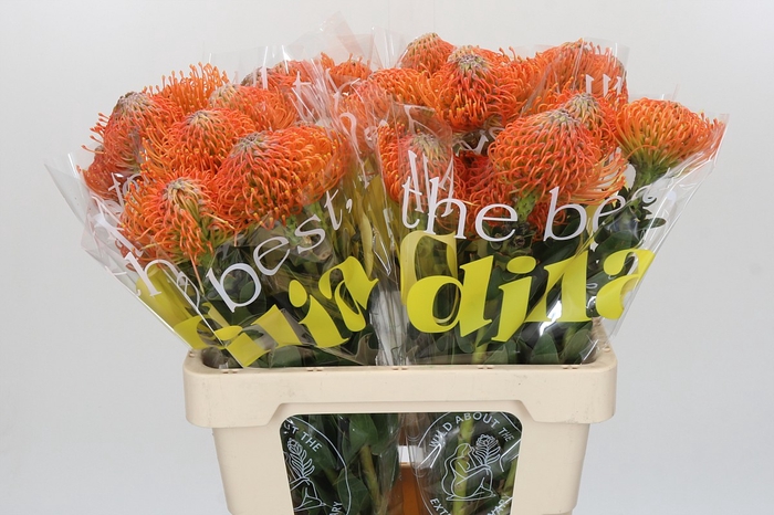 <h4>Nutans Ayoba Orange</h4>