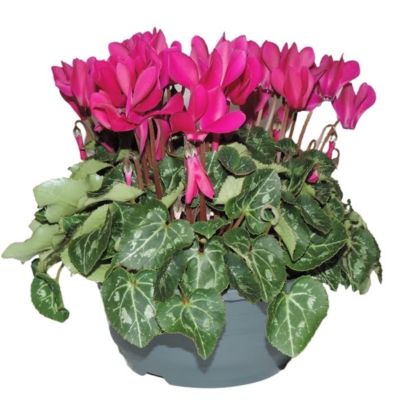 <h4>Cyclamen Super Serie Paars Schaal 19 cm</h4>