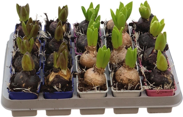 <h4>Hya A Gemengd 1pp</h4>