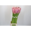 Zantedeschia Eydolls Purple Pink